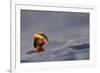 Slavonian Grebe (Podiceps auritus) adult, breeding plumage, swimming between waves, Iceland-Malcolm Schuyl-Framed Photographic Print