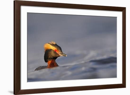 Slavonian Grebe (Podiceps auritus) adult, breeding plumage, swimming between waves, Iceland-Malcolm Schuyl-Framed Photographic Print