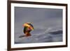 Slavonian Grebe (Podiceps auritus) adult, breeding plumage, swimming between waves, Iceland-Malcolm Schuyl-Framed Photographic Print