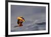 Slavonian Grebe (Podiceps auritus) adult, breeding plumage, swimming between waves, Iceland-Malcolm Schuyl-Framed Photographic Print