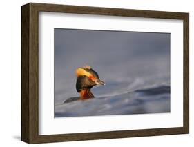 Slavonian Grebe (Podiceps auritus) adult, breeding plumage, swimming between waves, Iceland-Malcolm Schuyl-Framed Photographic Print