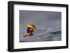 Slavonian Grebe (Podiceps auritus) adult, breeding plumage, swimming between waves, Iceland-Malcolm Schuyl-Framed Photographic Print