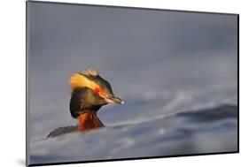 Slavonian Grebe (Podiceps auritus) adult, breeding plumage, swimming between waves, Iceland-Malcolm Schuyl-Mounted Photographic Print