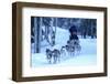 Sled Dog, Chena Hot Springs, Fairbanks, Alaska, Usa-Christian Heeb-Framed Photographic Print
