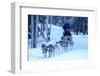 Sled Dog, Chena Hot Springs, Fairbanks, Alaska, Usa-Christian Heeb-Framed Photographic Print