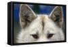 Sled Dog in Greenland-Paul Souders-Framed Stretched Canvas