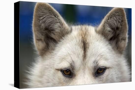 Sled Dog in Greenland-Paul Souders-Stretched Canvas