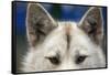 Sled Dog in Greenland-Paul Souders-Framed Stretched Canvas