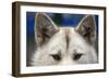 Sled Dog in Greenland-Paul Souders-Framed Photographic Print