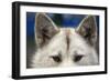 Sled Dog in Greenland-Paul Souders-Framed Photographic Print