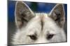 Sled Dog in Greenland-Paul Souders-Mounted Photographic Print