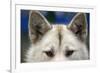 Sled Dog in Greenland-Paul Souders-Framed Photographic Print