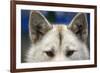 Sled Dog in Greenland-Paul Souders-Framed Photographic Print