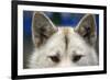 Sled Dog in Greenland-Paul Souders-Framed Photographic Print