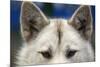 Sled Dog in Greenland-Paul Souders-Mounted Photographic Print