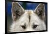 Sled Dog in Greenland-Paul Souders-Framed Photographic Print