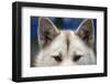 Sled Dog in Greenland-Paul Souders-Framed Photographic Print