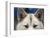 Sled Dog in Greenland-Paul Souders-Framed Photographic Print