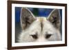 Sled Dog in Greenland-Paul Souders-Framed Photographic Print