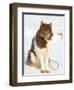 Sled dog in the northwest of Greenland  Kullorsuaq, a traditional Greenlandic Inuit settlement-Martin Zwick-Framed Photographic Print