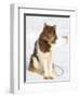 Sled dog in the northwest of Greenland  Kullorsuaq, a traditional Greenlandic Inuit settlement-Martin Zwick-Framed Photographic Print