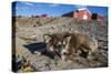 Sled Dog, Inuit Village, Ittoqqortoormiit, Scoresbysund, Northeast Greenland, Polar Regions-Michael Nolan-Stretched Canvas