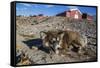 Sled Dog, Inuit Village, Ittoqqortoormiit, Scoresbysund, Northeast Greenland, Polar Regions-Michael Nolan-Framed Stretched Canvas