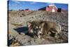 Sled Dog, Inuit Village, Ittoqqortoormiit, Scoresbysund, Northeast Greenland, Polar Regions-Michael Nolan-Stretched Canvas