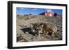 Sled Dog, Inuit Village, Ittoqqortoormiit, Scoresbysund, Northeast Greenland, Polar Regions-Michael Nolan-Framed Photographic Print