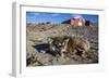 Sled Dog, Inuit Village, Ittoqqortoormiit, Scoresbysund, Northeast Greenland, Polar Regions-Michael Nolan-Framed Photographic Print