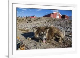 Sled Dog, Inuit Village, Ittoqqortoormiit, Scoresbysund, Northeast Greenland, Polar Regions-Michael Nolan-Framed Photographic Print