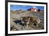 Sled Dog, Inuit Village, Ittoqqortoormiit, Scoresbysund, Northeast Greenland, Polar Regions-Michael Nolan-Framed Photographic Print