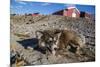 Sled Dog, Inuit Village, Ittoqqortoormiit, Scoresbysund, Northeast Greenland, Polar Regions-Michael Nolan-Mounted Photographic Print