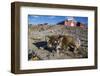 Sled Dog, Inuit Village, Ittoqqortoormiit, Scoresbysund, Northeast Greenland, Polar Regions-Michael Nolan-Framed Photographic Print