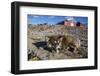 Sled Dog, Inuit Village, Ittoqqortoormiit, Scoresbysund, Northeast Greenland, Polar Regions-Michael Nolan-Framed Photographic Print