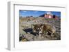 Sled Dog, Inuit Village, Ittoqqortoormiit, Scoresbysund, Northeast Greenland, Polar Regions-Michael Nolan-Framed Photographic Print