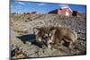 Sled Dog, Inuit Village, Ittoqqortoormiit, Scoresbysund, Northeast Greenland, Polar Regions-Michael Nolan-Mounted Photographic Print