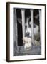 Sled Dog Resting in Kennel before 2005 Iditarod Race-Paul Souders-Framed Photographic Print