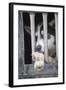 Sled Dog Resting in Kennel before 2005 Iditarod Race-Paul Souders-Framed Photographic Print