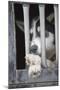 Sled Dog Resting in Kennel before 2005 Iditarod Race-Paul Souders-Mounted Photographic Print