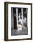 Sled Dog Resting in Kennel before 2005 Iditarod Race-Paul Souders-Framed Photographic Print