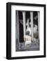 Sled Dog Resting in Kennel before 2005 Iditarod Race-Paul Souders-Framed Photographic Print