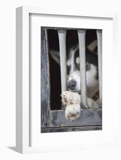 Sled Dog Resting in Kennel before 2005 Iditarod Race-Paul Souders-Framed Photographic Print