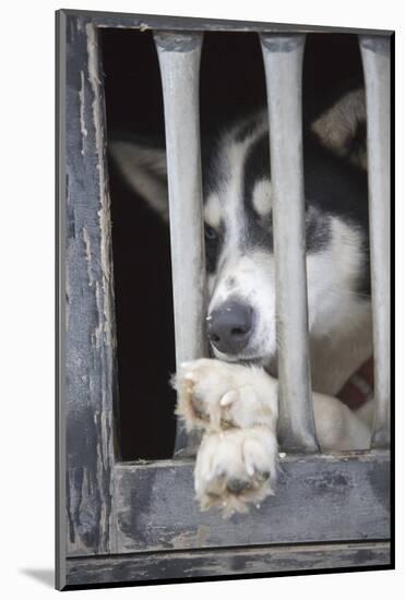 Sled Dog Resting in Kennel before 2005 Iditarod Race-Paul Souders-Mounted Photographic Print