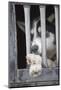 Sled Dog Resting in Kennel before 2005 Iditarod Race-Paul Souders-Mounted Photographic Print