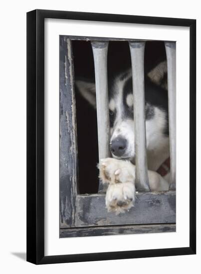 Sled Dog Resting in Kennel before 2005 Iditarod Race-Paul Souders-Framed Photographic Print