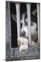 Sled Dog Resting in Kennel before 2005 Iditarod Race-Paul Souders-Mounted Photographic Print