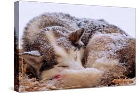 Sled Dog Sleeping after the Iditarod-Paul Souders-Stretched Canvas