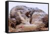 Sled Dog Sleeping after the Iditarod-Paul Souders-Framed Stretched Canvas