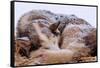 Sled Dog Sleeping after the Iditarod-Paul Souders-Framed Stretched Canvas